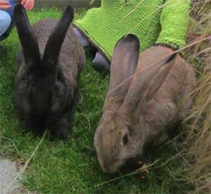Brunswick Animals