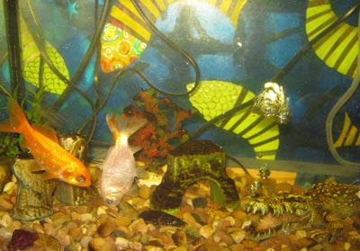 Brunswick Animals